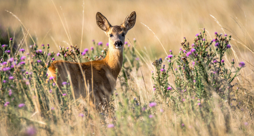 Paarungszeit der Rehe