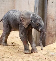 Elefantenjungtier | Thüringer Zoopark Erfurt