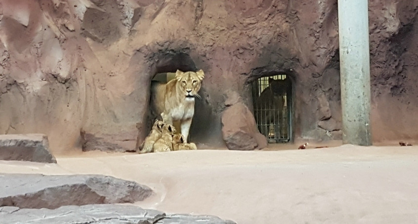 Drei Löwenbabys in Erfurt den Besuchern vorgestellt