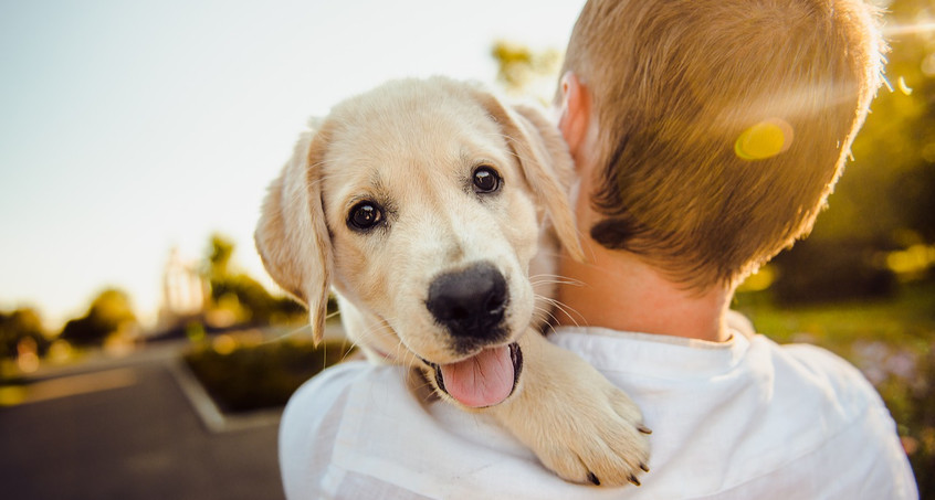 Das kosten Haustiere im Laufe des Tierlebens