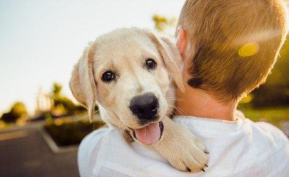 Das kosten Haustiere im Laufe des Tierlebens