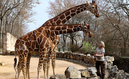 Giraffen müssen Erfurter Zoo verlassen