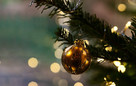 Jena sucht Weihnachtsbaum für Weihnachtsmarkt