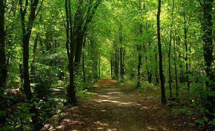 360 Kilometer: In die Pedale treten für den Wald