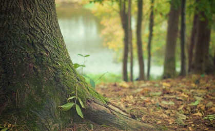 Waldwandel durch Klimawandel