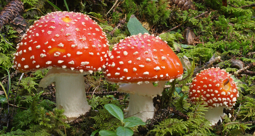 Fliegenpilz-Meldeaktion: Finde deinen Glückspilz!