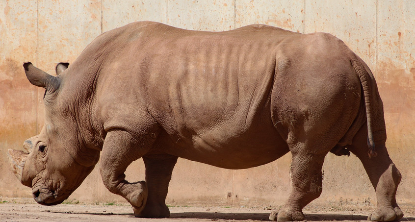 Nashornbullen Dino & Kiano verlassen den Erfurter Zoopark