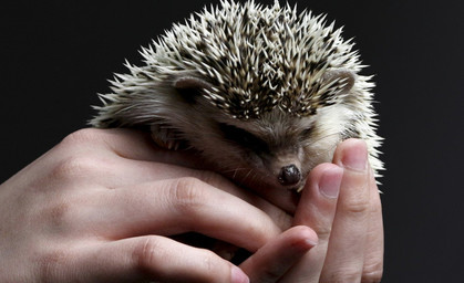 Igel aufpäppeln, sie gut durch Herbst und Winter bringen