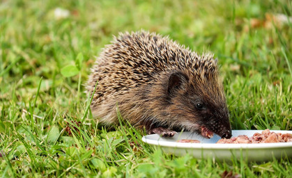 Wunschbaumaktion für Tiere in Not