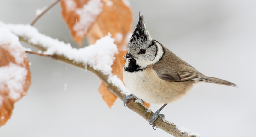 „Stunde der Wintervögel“ startet