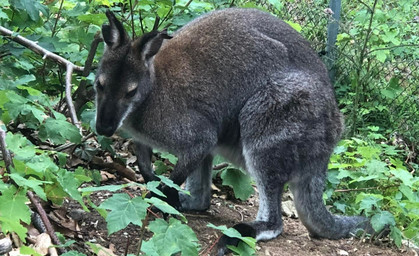 Erleichterung im Affenwald: Känguru Skippy ist wieder zu Hause