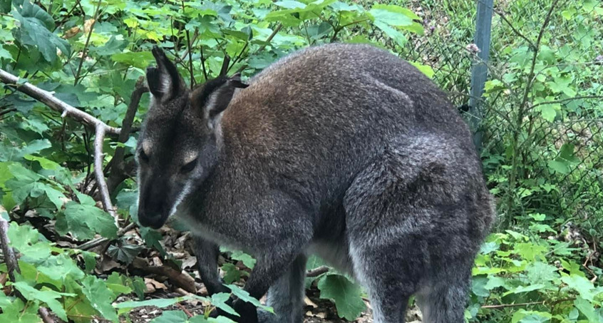 Erleichterung im Affenwald: Känguru Skippy ist wieder zu Hause