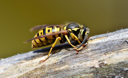 Wespen haben in den nächsten Wochen Hochsaison 