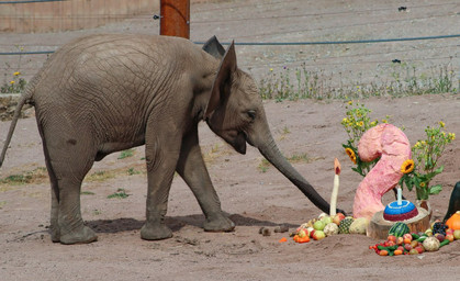 Erfurter Elefantenkind feiert zweiten Geburtstag