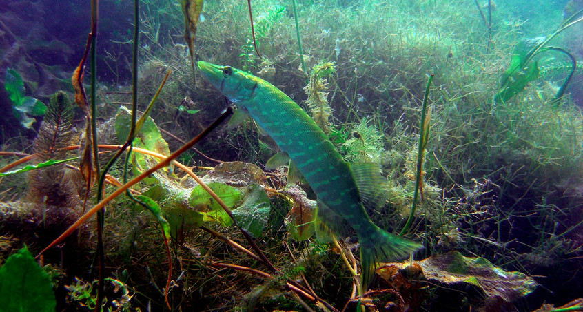 Schwimmbagger soll Fische in der Talsperre Seebach retten 