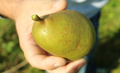 Obst-Ernte für alle! - Stadt gibt kommunale Obstbäume frei  