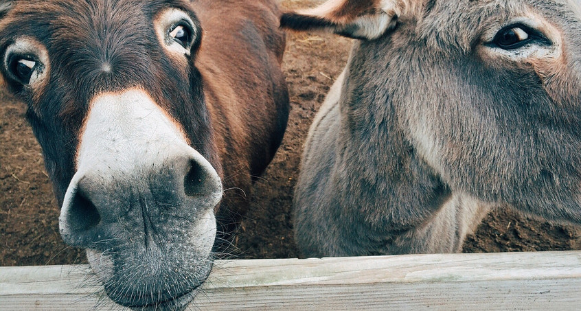 Von Leih-Eseln und Gesellschaftsschweinchen - immer mehr Tiere kann man mieten 