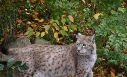 Happy End für Luchs-Dame Elba im Bärenpark Worbis