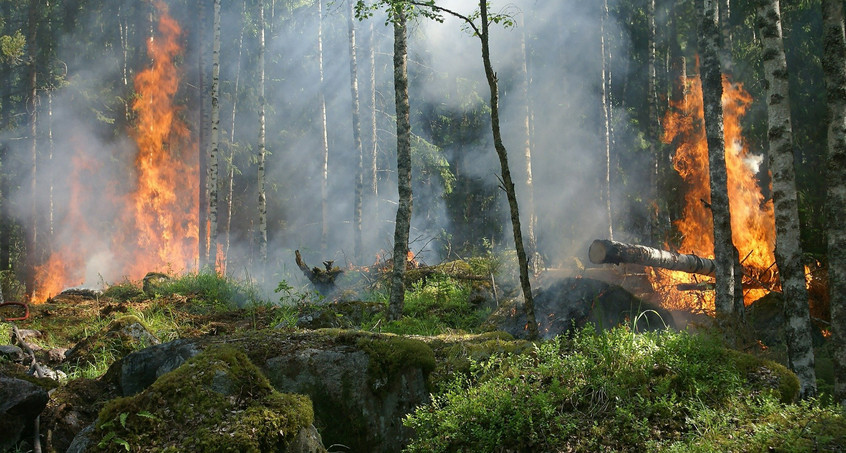 Waldbrände im Thüringen Forst so ausgedehnt wie noch nie