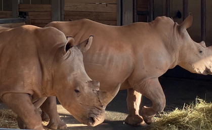 Stella und Lotti zeigen sich zum ersten Mal der Öffentlichkeit