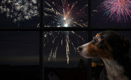 Tiere an Silvester schützen