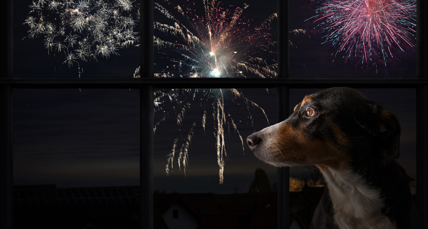 Tiere an Silvester schützen