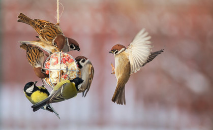 Das große Zählen: Heute startet die "Stunde der Wintervögel"