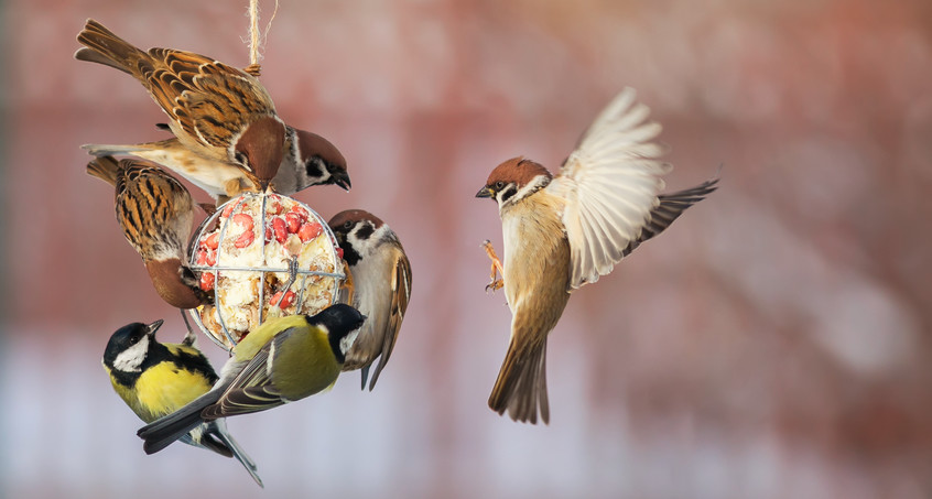 Das große Zählen: Heute startet die "Stunde der Wintervögel"