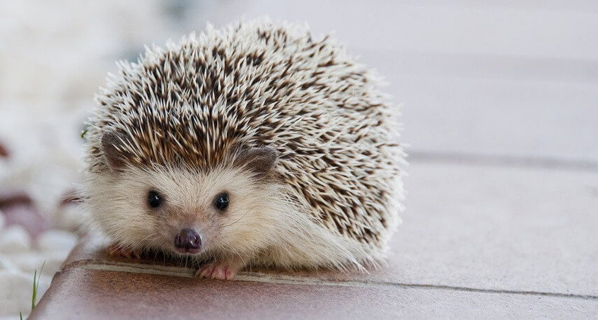 Milde Temperaturen wecken erste Tiere