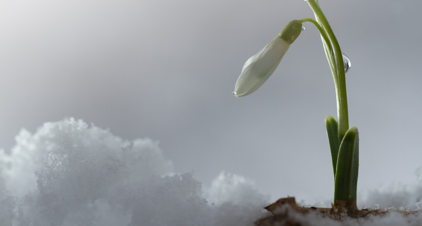 DWD: Thüringer Winter war zu warm - Start in den Frühling mit Frost 