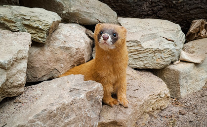 Knopfaugen und scharfe Zähnchen: Feuerwiesel ziehen in Zoopark ein