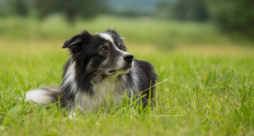 Spaziergänger finden zwei tote Hunde in Waldstück - Zeugen gesucht