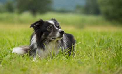 Spaziergänger finden zwei tote Hunde in Waldstück - Zeugen gesucht