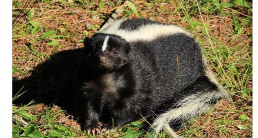 Stinktiere aus Tierpark Gera entlaufen