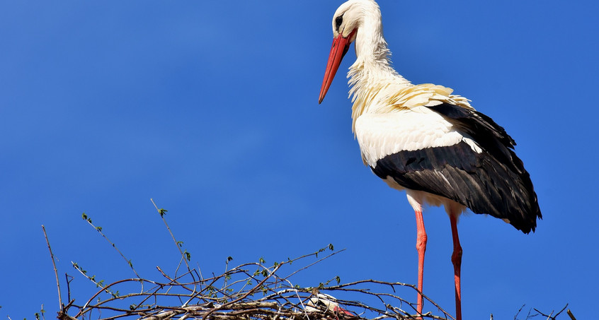 Storch nistet auf Funkturm in Themar