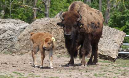 Erstes Bisonkalb des Jahres im Erfurter Zoo geboren