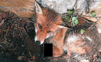 Zeugen gesucht: Fuchs tappt in grausame Schlagfalle 