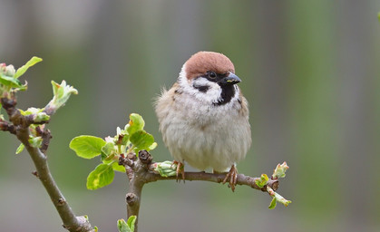 Piept's noch? Vogel-Zählaktion startet wieder