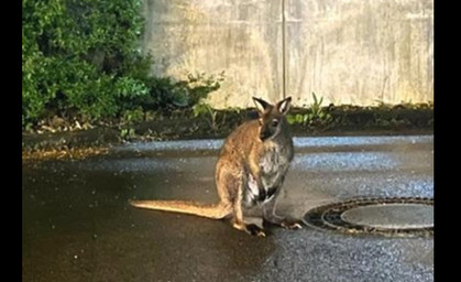 Ausgebüxtes Känguru "Horst" in Erfurt unterwegs 