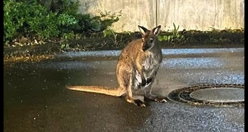 Ausgebüxtes Känguru "Horst" in Erfurt unterwegs 