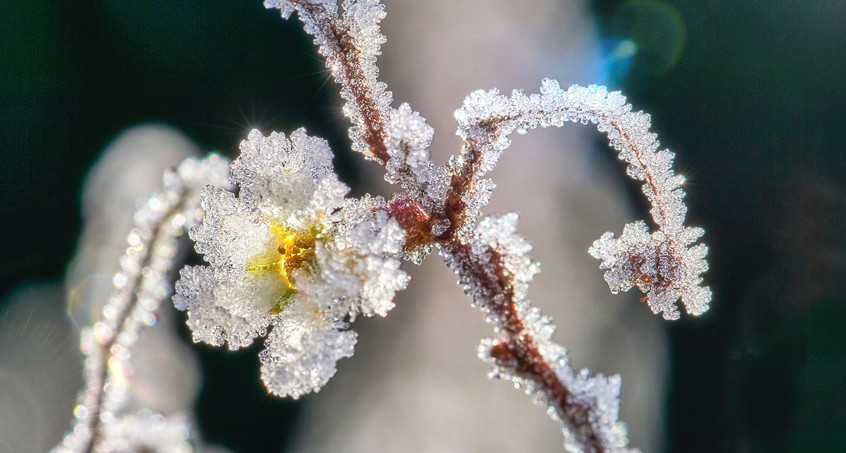 Wetter: So treffen die Eisheiligen Thüringen 