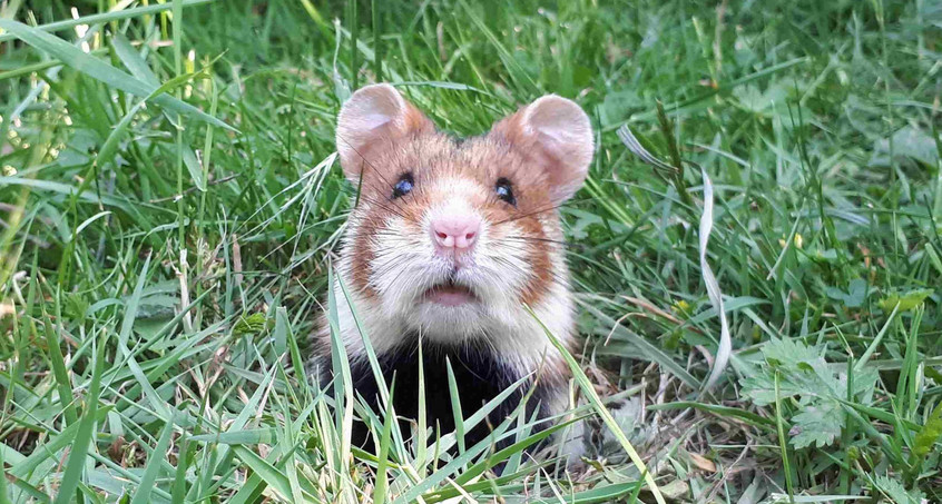 Nur noch 5000 Feldhamster leben in Thüringen - Erfurt ist Hamsterhochburg