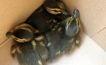 Tierische Rettungseinsätze der Polizei über Pfingsten 