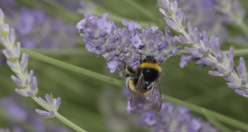 Gartenhummel ist "Gartentier des Jahres"