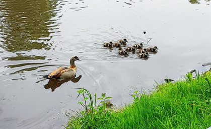 Invasive Nilgänse am Prizneteich - Bitte nicht füttern!