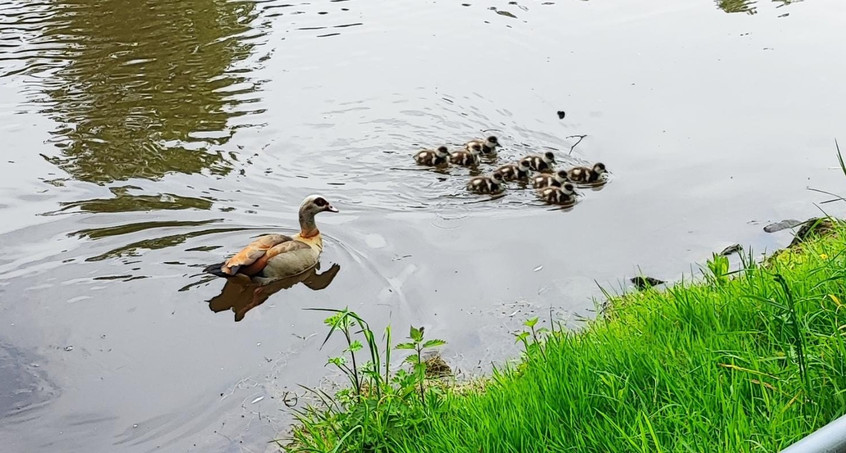 Invasive Nilgänse am Prizneteich - Bitte nicht füttern!