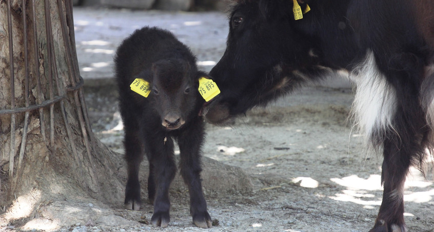 Erstes Yak-Kalb des Jahres im Erfurter Zoo geboren