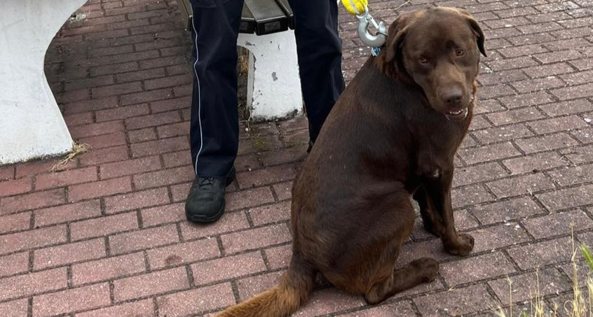 Hund bei A4 unterwegs - Wer vermisst den schokobraunen Labrador?