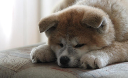 Geklaute Akita-Inu-Welpen sichergestellt 