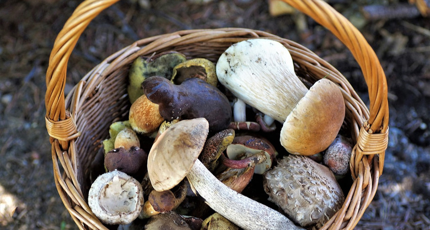 Pilzsaison startet dieses Jahr in Thüringen drei Wochen früher